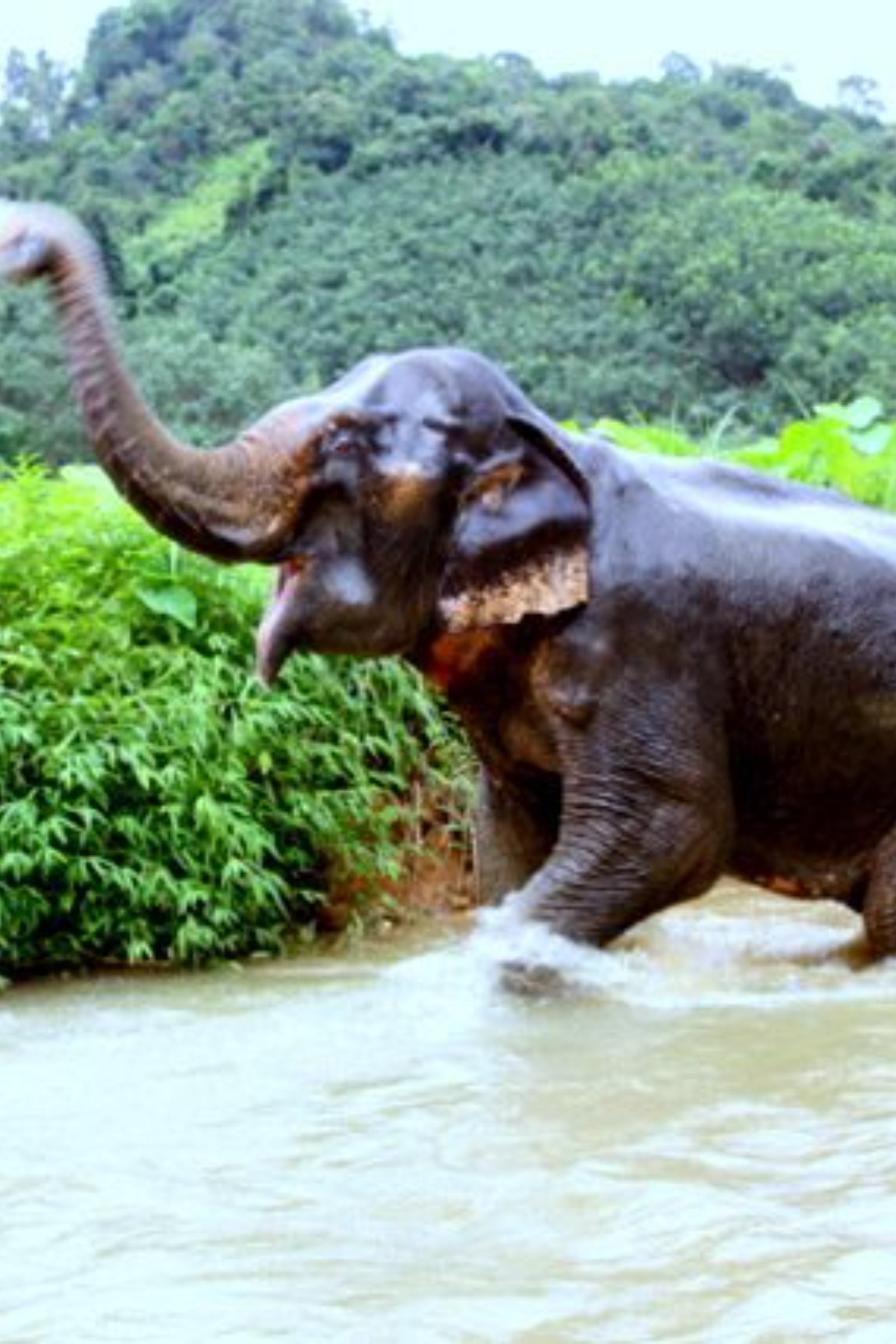 Bathing with elephants
